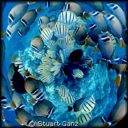 Photoshop Fish Kaleidoscope.  by Stuart Ganz 